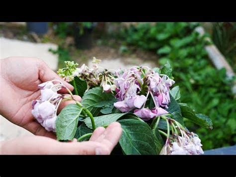 繡球花風水|【繡球花風水】繡球花風水招財旺運，擺放禁忌不可不知！